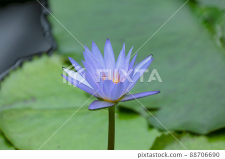 熱帶里拉花 88706690