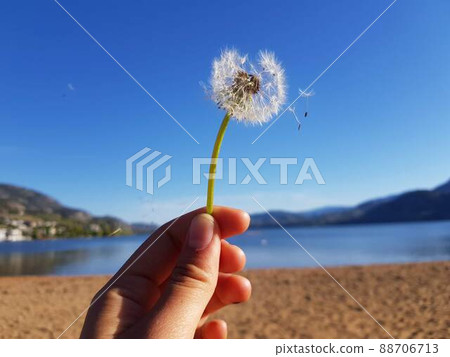 飛蒲公英絨毛 88706713