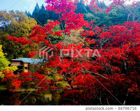 加深秋葉萌 88706716