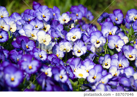 Blue and beautiful violet 88707046