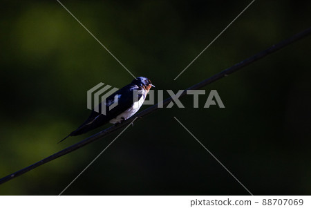 EOSRP. Hiroshima Shobara, Swallow in Manual F. 88707069