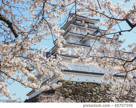 Tsuruga Castle castle tower and cherry blossoms 88707398