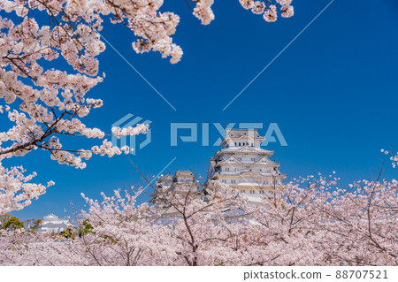 (兵庫縣)世界遺產姬路城櫻花盛開 (兵庫縣)世界遺產姬路城櫻花盛開 88707521