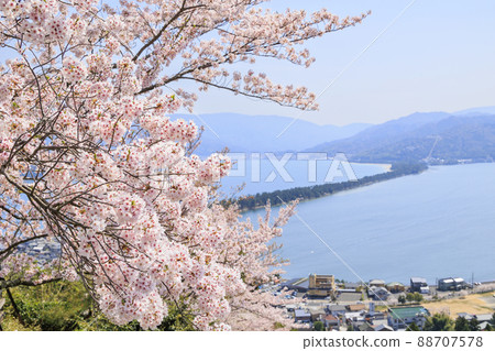 笠松公園的天橋立盛開 笠松公園的天橋立盛開 88707578