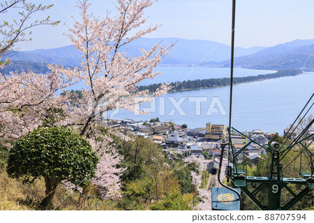 笠松公園的天橋立盛開 88707594