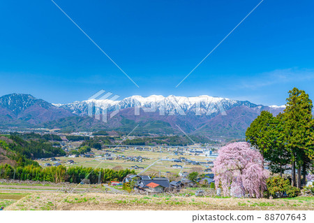Scenery of Nanshin in spring Yoshise weeping cherry tree [Nagano Prefecture] 88707643