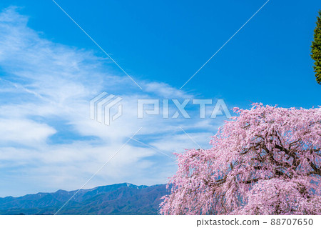 春天的南神風景 吉瀨垂枝櫻花[長野縣] 88707650