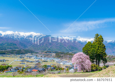 Scenery of Nanshin in spring Yoshise weeping cherry tree [Nagano Prefecture] 88707651