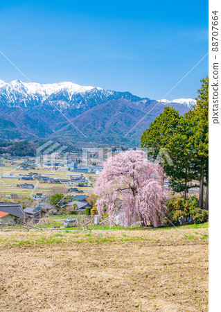 春天的南神風景 吉瀨垂枝櫻花[長野縣] 88707664