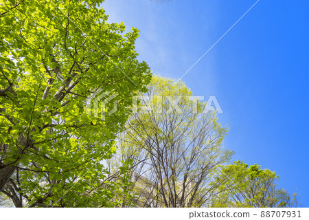 Fresh green image young leaf tree and green copy space green leaf refreshing 88707931
