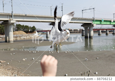 海鷗 海鷗 88708212