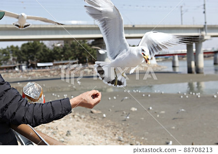 Seagull Seagull 88708213