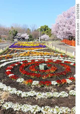 Ashiarka公園的櫻花 Ashiarka公園的櫻花 88708396