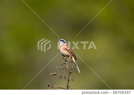 EOSRP. Hiroshima Shobara, thrush at the tip of a branch. EOSRP. Hiroshima Shobara, thrush at the tip of a branch. 88708397