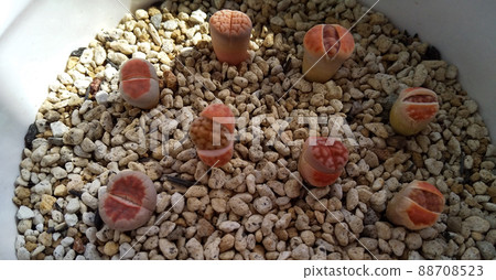 Succulents Small Lithops baby seedlings during molting 5 mm to 1 cm size photo Succulents Small Lithops baby seedlings during molting 5 mm to 1 cm size photo 88708523