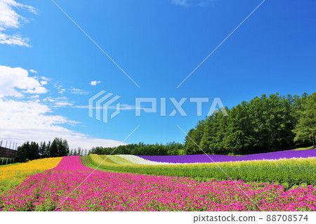 Furano in the blue sky of Hokkaido, a beautiful flower field 88708574