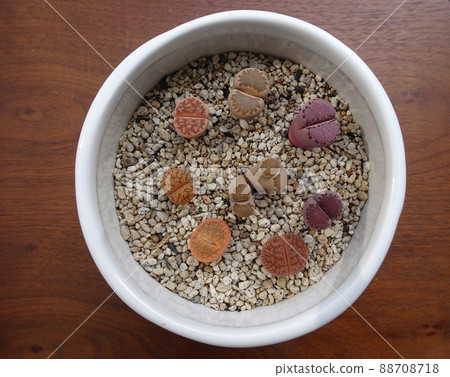 Colorful group planting photos of succulents Lithops Colorful group planting photos of succulents Lithops 88708718