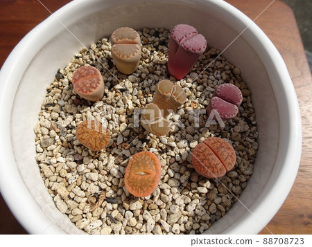 Colorful group planting photos of succulents Lithops Colorful group planting photos of succulents Lithops 88708723