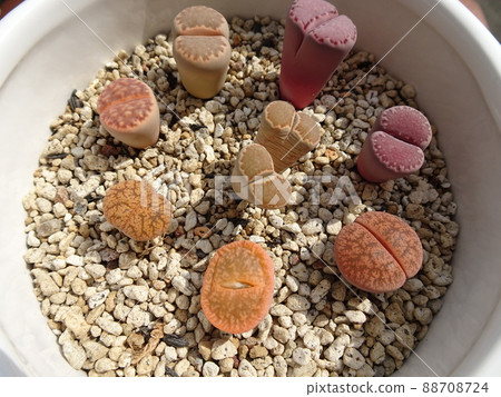 多彩多肉植物生石花組植照片 多彩多肉植物生石花組植照片 88708724