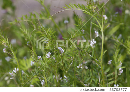 Poa annua 88708777