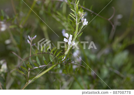 Poa annua 88708778