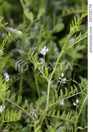 Poa annua 88708779