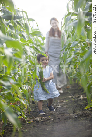 玉米田的父母和孩子 玉米田的父母和孩子 88709225