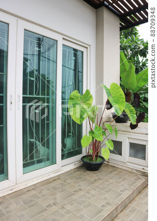 Colocasia esculenta, Lemon Lime Gecko or Colocasia. Colocasia esculenta, Lemon Lime Gecko or Colocasia. 88709348