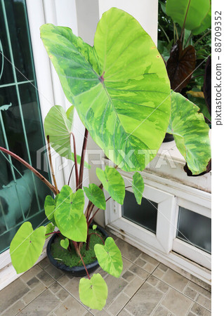 Colocasia esculenta, Lemon Lime Gecko or Colocasia. Colocasia esculenta, Lemon Lime Gecko or Colocasia. 88709352