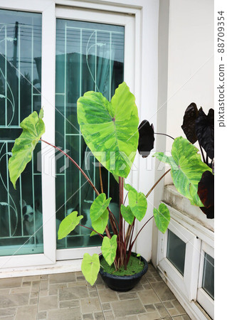 Colocasia esculenta, Lemon Lime Gecko or Colocasia. Colocasia esculenta, Lemon Lime Gecko or Colocasia. 88709354