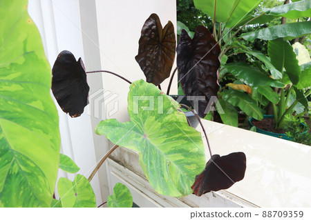 colocasia black ripple , Colocasia or black Colocasia plant and Colocasia esculenta, Lemon Lime Gecko colocasia black ripple , Colocasia or black Colocasia plant and Colocasia esculenta, Lemon Lime Gecko 88709359