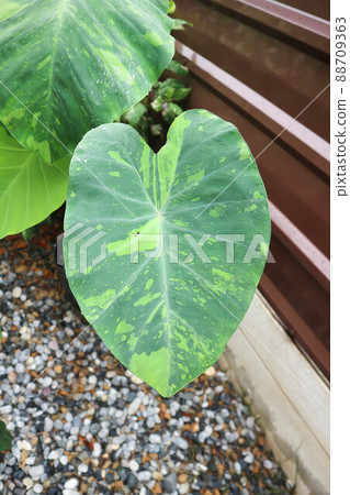 Colocasia esculenta, Lemon Lime Gecko or Colocasia. Colocasia esculenta, Lemon Lime Gecko or Colocasia. 88709363