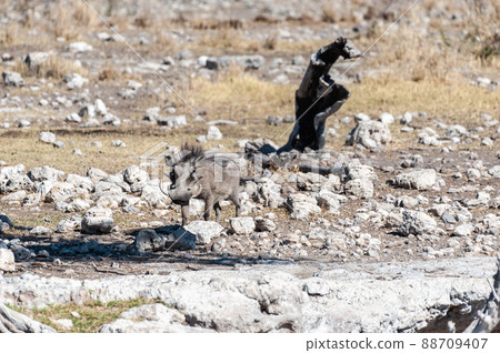 Warthogs in Etosha National Park Warthogs in Etosha National Park 88709407