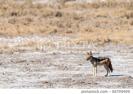 Jackal on the hunt for Prey 88709409