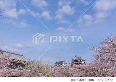 (Ehime Prefecture) Matsuyama Castle in full bloom (Ehime Prefecture) Matsuyama Castle in full bloom 88709652