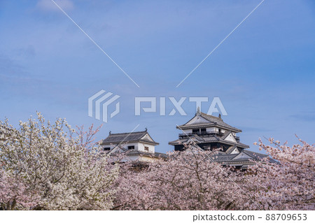 (Ehime Prefecture) Matsuyama Castle in full bloom (Ehime Prefecture) Matsuyama Castle in full bloom 88709653