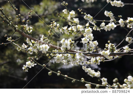 Yushima Tenjin Shrine Plum 88709824