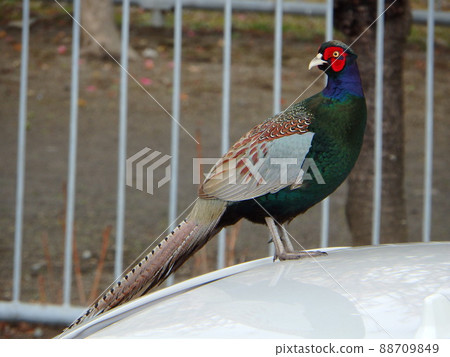 A male pheasant climbing the roof of a car and looking around A male pheasant climbing the roof of a car and looking around 88709849