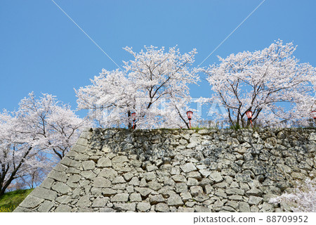 Spring Tsuyama Castle Ishigaki and cherry blossoms in full bloom Yamashita, Tsuyama City, Okayama Prefecture Spring Tsuyama Castle Ishigaki and cherry blossoms in full bloom Yamashita, Tsuyama City, Okayama Prefecture 88709952