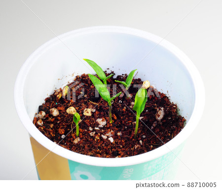 Sprouts germinated from seeds 88710005