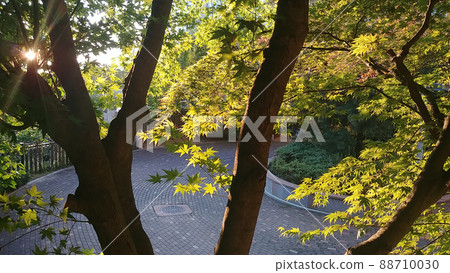 morning sunlight through the leaves morning sunlight through the leaves 88710030