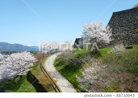 岡山縣津山市山下城的春天津山城櫻花 岡山縣津山市山下城的春天津山城櫻花 88710043
