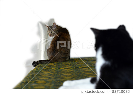 Living with a cat. cat. Cat image material. White background 88710083