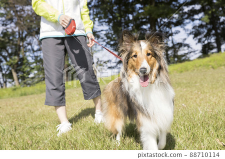 年輕女子在公園裡walking狗 88710114