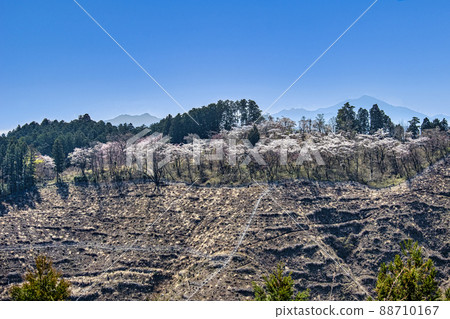 From Mt. Takao, Tokyo, Icchodaira Senbonzakura, Hikagezawa Forest Road 88710167
