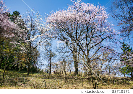 東京高尾山市町平的千本櫻花 東京高尾山市町平的千本櫻花 88710171