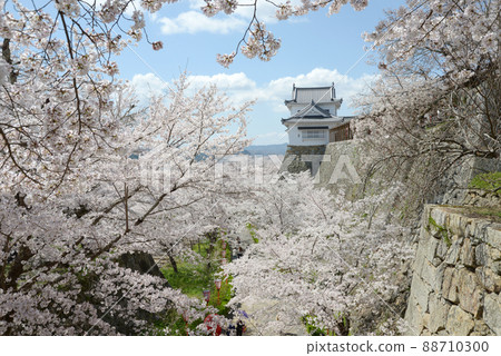 Spring Tsuyama Castle Bichu turret and cherry blossoms in full bloom Yamashita, Tsuyama City, Okayama Prefecture Spring Tsuyama Castle Bichu turret and cherry blossoms in full bloom Yamashita, Tsuyama City, Okayama Prefecture 88710300