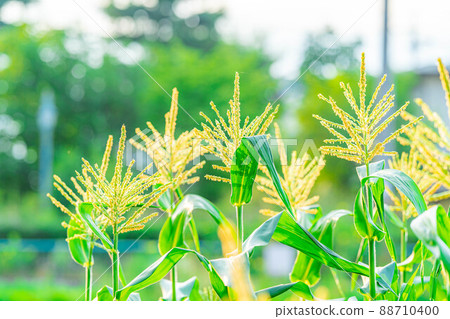 Male flower of summer corn [Nagano Prefecture] 88710400