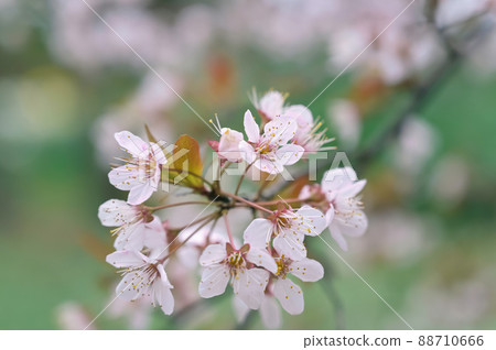 與吉野櫻花相似的櫻桃月桂花 與吉野櫻花相似的櫻桃月桂花 88710666