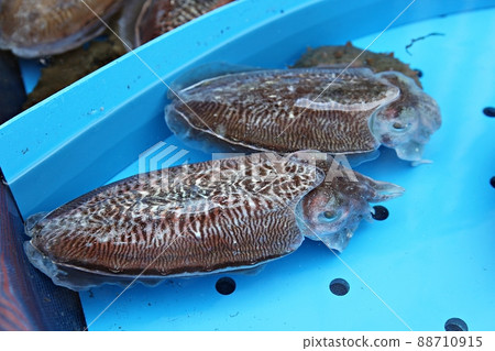 Cuttlefish Cuttlefish 88710915